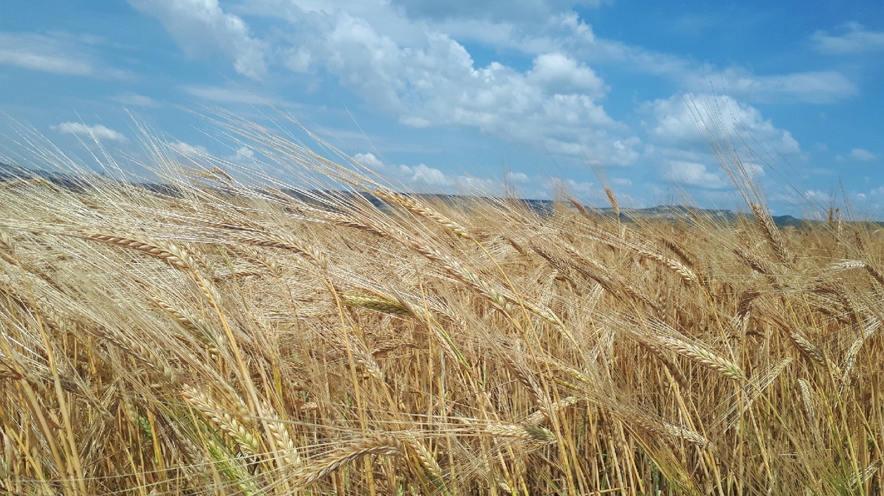 Красивые места в Крыму – пшеничные поля фото